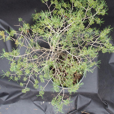 Borovoce lesní - Pinus sylvestris  KA-08 - 6