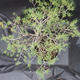 Borovoce lesní - Pinus sylvestris  KA-08 - 6/6