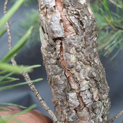 Borovoce lesní - Pinus sylvestris  KA-12 - 6