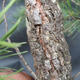 Borovoce lesní - Pinus sylvestris  KA-12 - 6/6