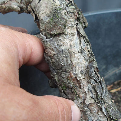 Borovoce lesní - Pinus sylvestris  KA-16 - 6