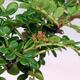 Pokojová bonsai - Zantoxylum piperitum - pepřovník - 6/7