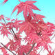 Venkovní bonsai - Javor palmatum DESHOJO - Javor dlanitolistý - 5/5