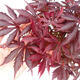 Venkovní bonsai - Javor dlanitolistý - Acer palmatum TROUTENBURG - 6/6