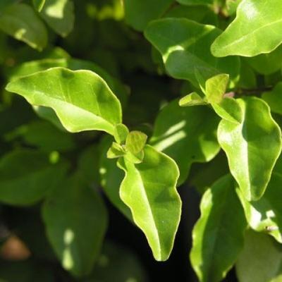Pokojová bonsai -Ligustrum chinensis - Ptačí zob - 6