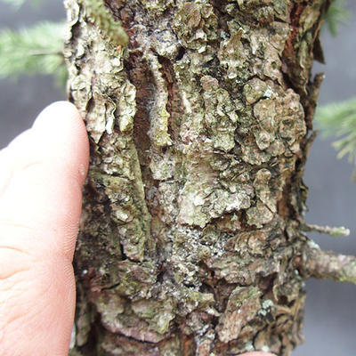 Smrk - Picea pungens NO-6 - 6