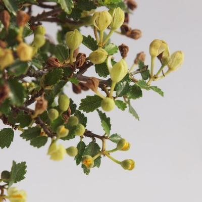 Pokojová bonsai - Ulmus parvifolia - Malolistý jilm - 6