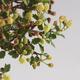 Pokojová bonsai - Ulmus parvifolia - Malolistý jilm - 6/6