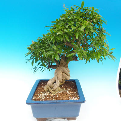 Pokojová bonsai-PUNICA granatum-Granátové jablko - 7