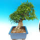 Pokojová bonsai-PUNICA granatum-Granátové jablko - 7/7
