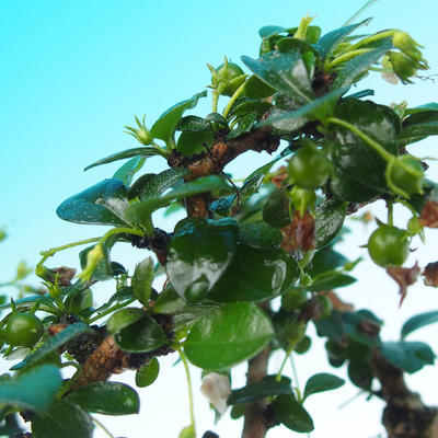 Pokojová bonsai - Carmona microphyla - Čaj fuki - 7
