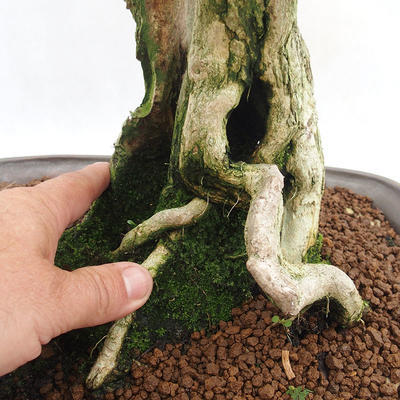 Pokojová bonsai - Duranta erecta Aurea PB2191203 - 7