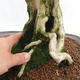 Pokojová bonsai - Duranta erecta Aurea PB2191203 - 7/7