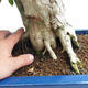Pokojová bonsai - Duranta erecta Aurea PB2191206 - 7/7