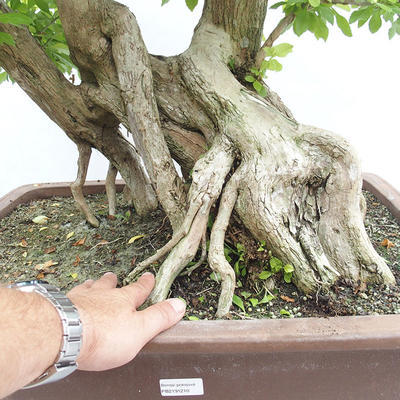 Pokojová bonsai - Duranta erecta Aurea PB2191210 - 7