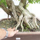 Pokojová bonsai - Duranta erecta Aurea PB2191210 - 7/7