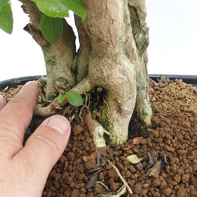 Pokojová bonsai - Duranta erecta Aurea PB2191211 - 7