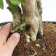 Pokojová bonsai - Duranta erecta Aurea PB2191211 - 7/7
