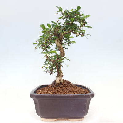 Pokojová bonsai - Carmona macrophylla - Čaj fuki - 7