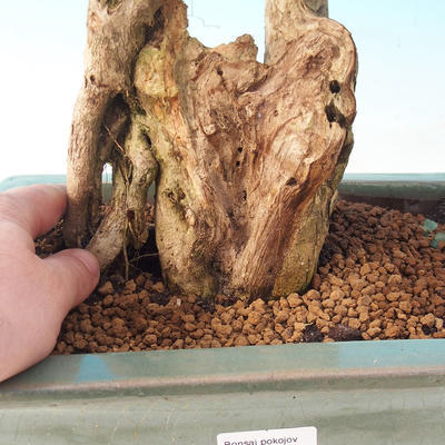 Pokojová bonsai - Duranta erecta Aurea - 7