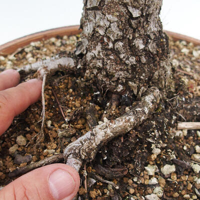 Venkovní bonsai - Zelkova - Zelkova NIRE - 7