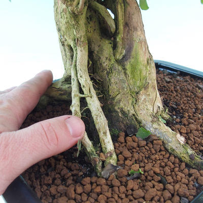 Pokojová bonsai - Duranta erecta Aurea - 7