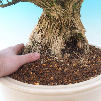 Pokojová bonsai - Buxus harlandii -korkový buxus - 7
