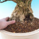 Pokojová bonsai - Buxus harlandii -korkový buxus - 7/7