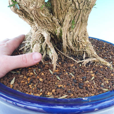 Pokojová bonsai - Buxus harlandii -korkový buxus - 7