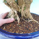 Pokojová bonsai - Buxus harlandii -korkový buxus - 7/7
