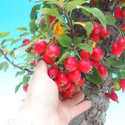 Venkovní bonsai -Malus halliana Maloplodá jabloň - 7