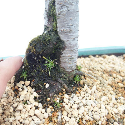 Venkovní bonsai - Malus sp. -  Maloplodá jabloň - 7