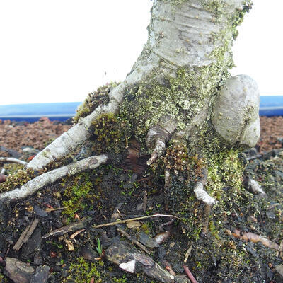 Venkovní bonsai - Malus sp. -  Maloplodá jabloň - 7