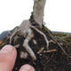 Venkovní bonsai - Malus sp. -  Maloplodá jabloň - 7/7