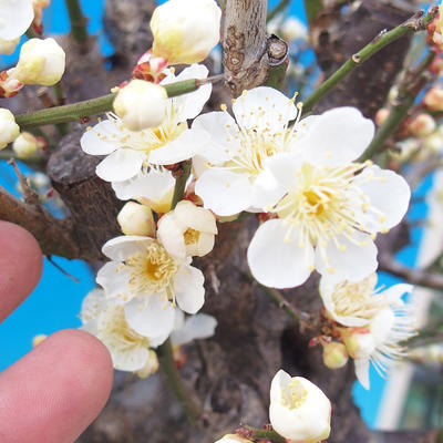 Venkovní bonsai -Japonská meruňka - Prunus Mume - 7