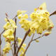 Venkovní bonsai - Lískoveček - Corylopsis Spicata - 7/7