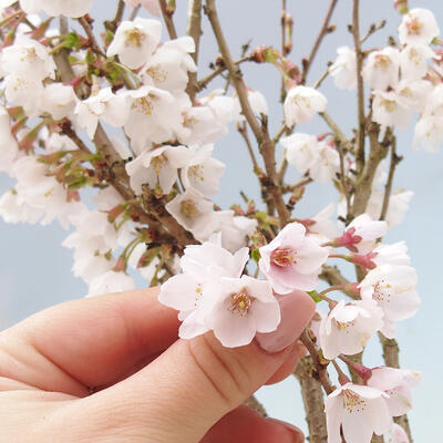 Venkovní bonsai - Prunus incisa Kojou-no mai-Višeň vyříznutá - 7