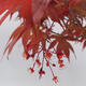 Venkovní bonsai - Acer palmatum Atropurpureum - Javor dlanitolistý červený - 7/7