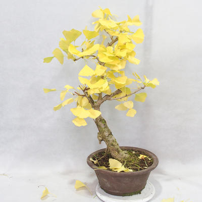 Venkovní bonsai - Jinan dvoulaločný - Ginkgo biloba - 7