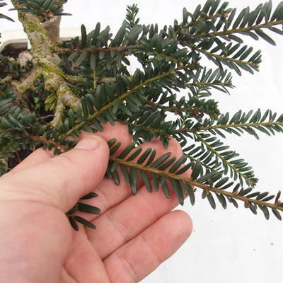 Venkovní bonsa - Malolistý tis - Taxus bacata Adpresa - 7