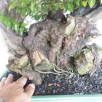 Pokojová bonsai - Sagerécie thea - Sagerécie thea - 7