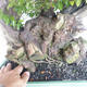 Pokojová bonsai - Sagerécie thea - Sagerécie thea - 7/7