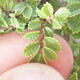 Vonkajšie bonsai - Ulmus parvifolia SAIGEN - malolistá brest - 7/7