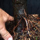 Jalovec - Juniperus sabina NO-23 - 7/7