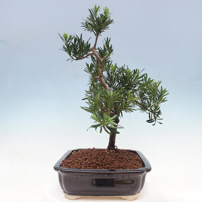 Pokojová bonsai - Podocarpus - Kamenný tis - 7