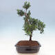 Pokojová bonsai - Podocarpus - Kamenný tis - 7/7