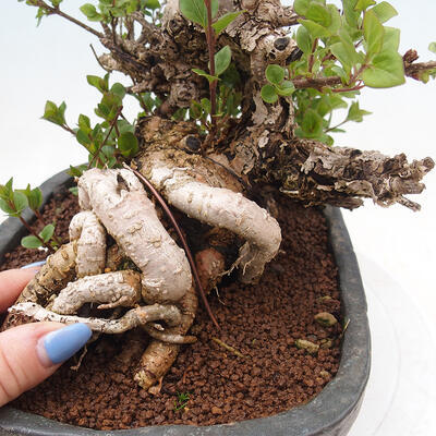 Venkovní bonsai - Syringa Meyeri Palibin - Šeřík Meyerův - 7