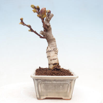 Venkovní bonsai - Vistarie květnatá - Wisteria floribunda - 7