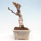 Venkovní bonsai - Vistarie květnatá - Wisteria floribunda - 7/7