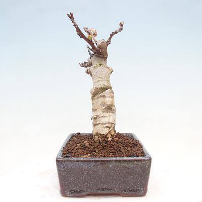 Venkovní bonsai - Vistarie květnatá - Wisteria floribunda - 7